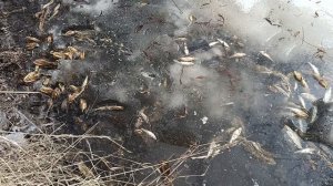 Рыба задохнулась в озере