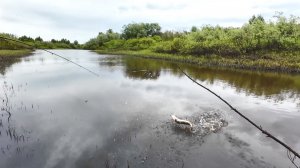 РЫБАЛКА ПО РУЧЬЯМ НА СПИННИНГ. СВЕЖАЯ РЫБА НА СТОЛ В ВИДЕ ЩУК. НА ЭНДУРО МОТИКЕ ПО ГРЯЗЯМ.