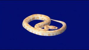 Змеюка ждущая добычу_encoded