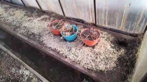 Первая поездка на дачу 🏡