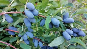 Первая обработка жимолости: чем и когда спасать кусты от вредителей и болезней.