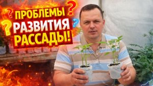 РАССАДА ПЕРЦА-ПРОБЛЕМЫ ПРИ ВЫРАЩИВАНИИ И КАК ИХ УСТРАНИТЬ.