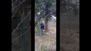 Спилили большую ëлку