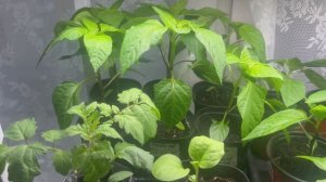 Оэдема на перце, ожог у баклажана, моя рассада 5 апреля.