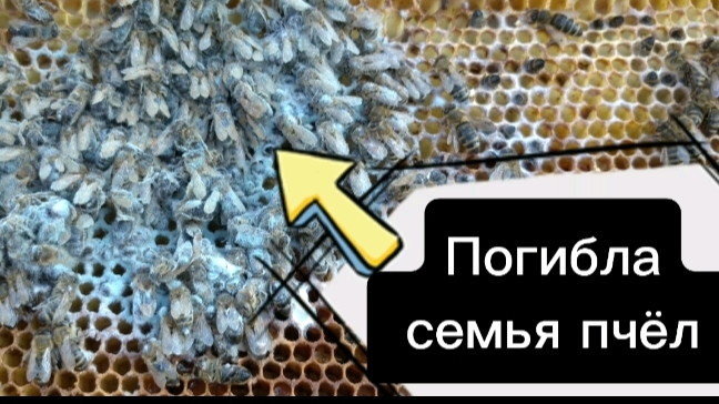 пчеловодство для начинающих.