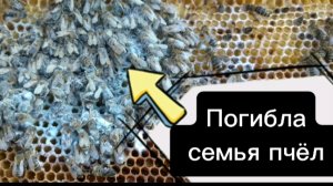 пчеловодство для начинающих.