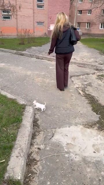 Чихуахуа мини ни шагу не отстает