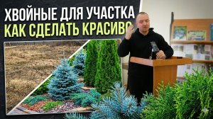 Ель, сосна, туя, можжевельник: как использовать хвойные в декоративном оформлении
