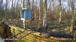 LIVE: На лесной опушке. Природа онлайн
