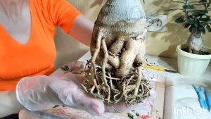 Адениум.🪾Пересадка с обрезкой корней.✂️ Приподнимаю каудекс.👀