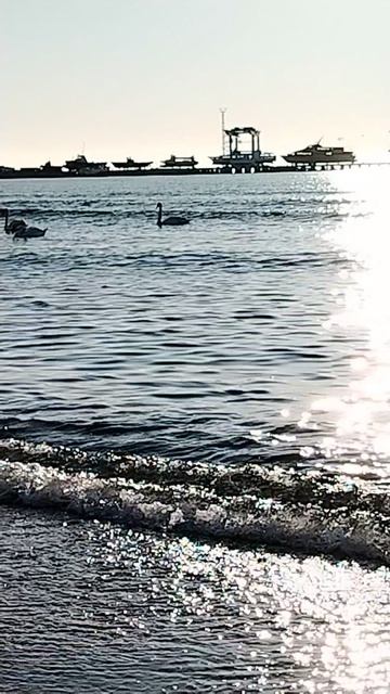 Лебеди, чёрное море