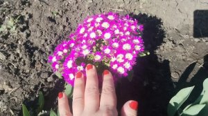 ДВА ВЫХОДНЫХ ДНЯ БЫЛО У МЕНЯ✨МОИ САДОВЫЕ РАБОТЫ