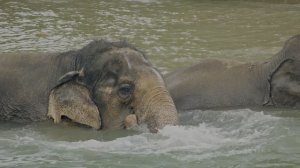 Красоты OLED 16K Video  8K HDR Dolby Vision 120FPS (8K4K Video TV)