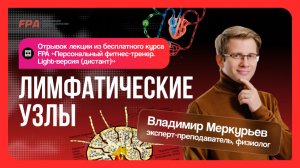Лимфатические узлы | Владимир Меркурьев | Бесплатный курс «Персональный тренер»