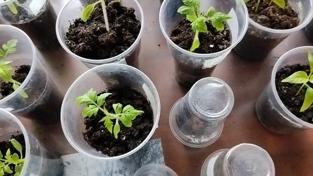 Естественный процесс развития растений