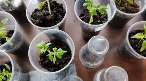 Естественный процесс развития растений