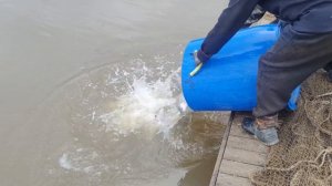 РК. Марлин . Запуск форели.