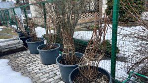 Как перезимовали мои гортензии в горшках и открытом грунте. Отвечаю на вопросы.