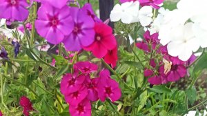 Живём в деревне, огород, установили грядку. Архив