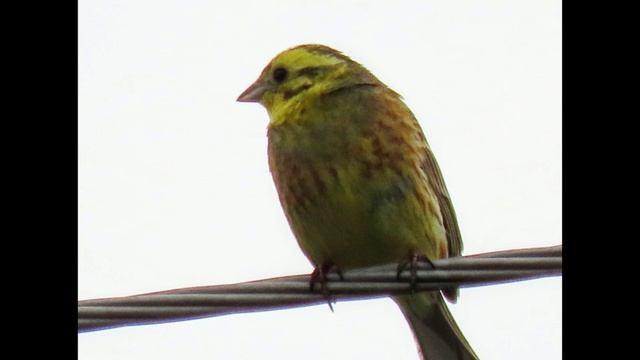 Птички вернулись домой)