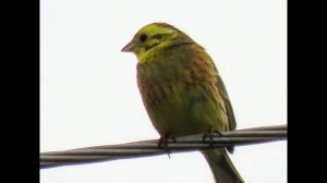 Птички вернулись домой)