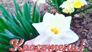 Я на юге, цветет минлаль , но пасмурно!