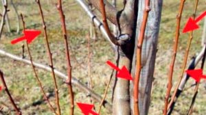 Как УДАЛИТЬ волчки на груше? Волчки на плодовых деревьях - УГРОЗА вашему урожаю!