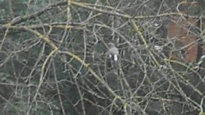 Две сойки. Архив июль 2024. 6748784 DSCN5642