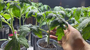 Обзор моей рассады после подкормок, что с ней случилось!