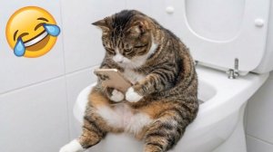 Приколы с животными🤗 Смешные видео про животных 🤗СМЕШНОЕ ВИДЕО😍 Наши любимые смешные животные