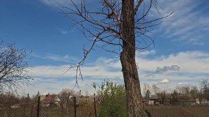 У нас зацветают деревья, кусты очень красиво