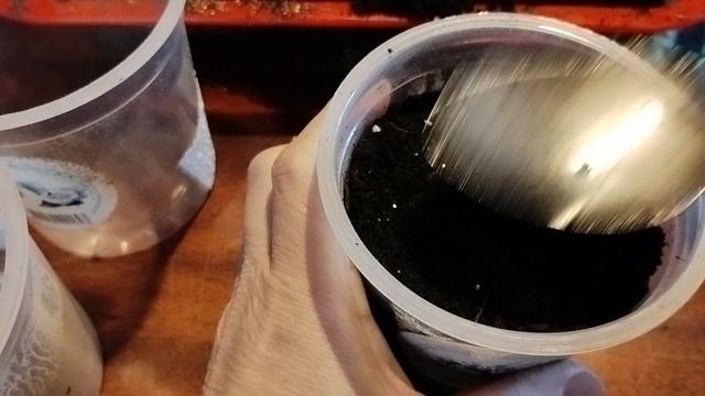 Посев базилика