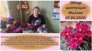 Обзор цветущих Фиалок 05.04.2026!