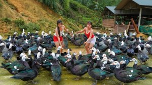 Я купила, много гусей у фермера. Везу их на деревенский рынок, чтобы продать.