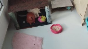 День сквишей часть первая!