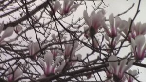 Магнолия осыпается, кизил зацветает.