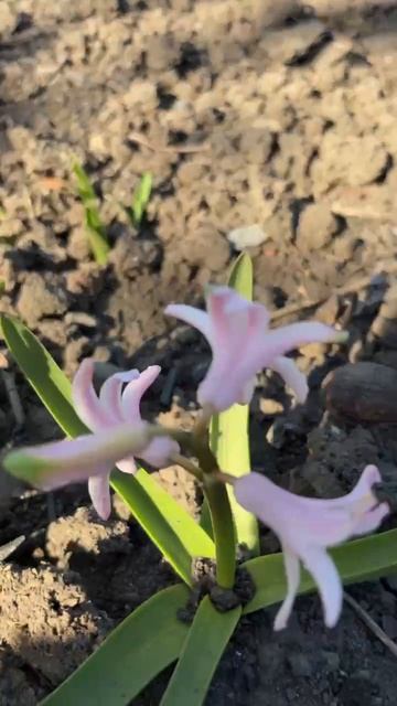 ДНР. Харцызск. 05.04.2026. Цветы у дома 😊 И утро изумительное,праздничное. Эпизод 1