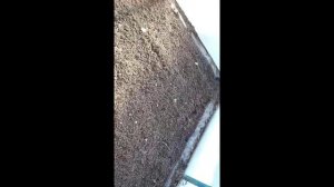 Теплица, посев белой горчицы.