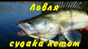Ловля судака летом .