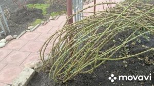 Обработала все деревья в саду.Рассыпала весенние удобрения.И снова дождь.Готовлю суп