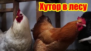 Уютный хутор в лесу: путь к простым удовольствиям. Вкусная деревенская еда, приготовленная в печи