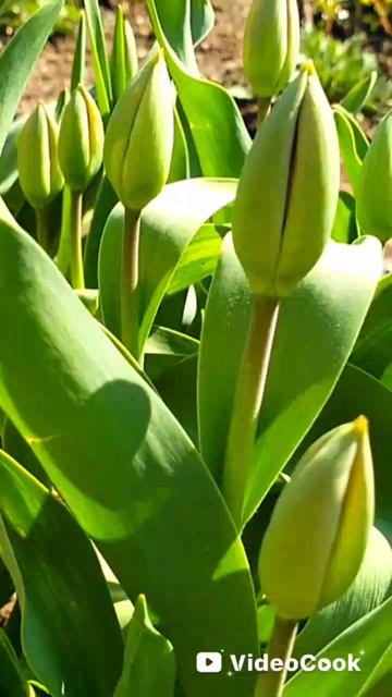 🌷🌷🌷 скоро зацветут 😊)))