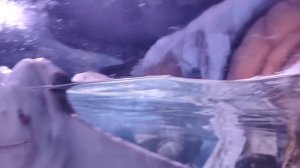 Океанариум Vinpearl/март 2026г