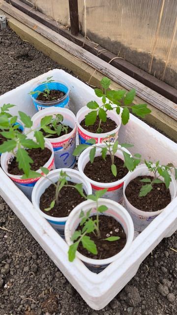 Выселила в холодную теплицу 🥶🍅