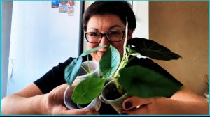 Каша с фаршем и авакадой и мои новые АЛОКАЗИИ/обзор покупок и шикарный мукбанг