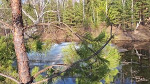 Весенний Уральский лес. Красивые кадры. Начало апреля