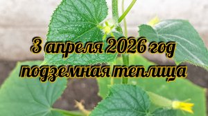 3 апреля, моя подземная теплица