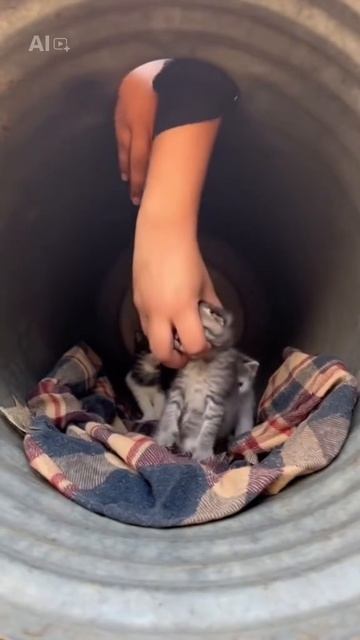 помощь котятам