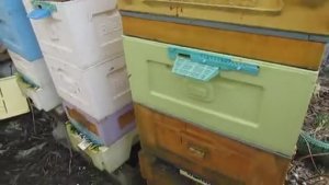 работа с пчелами в апреле, улей с минимумом осмотров, меняю верхний корпус после зимовки, 3.04.2026