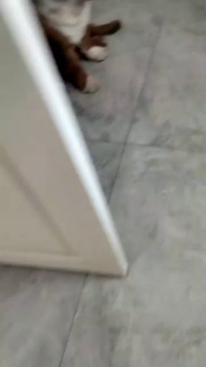 я снимаю видео про своих животных